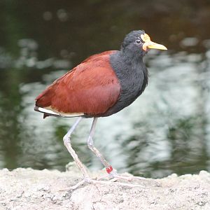Wattled jacana