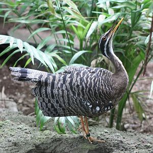 Sunbittern calling