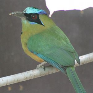Blue-crowned motmot
