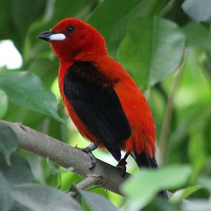 Brazilian tanager