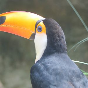Toco toucan