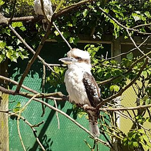 Kookaburras
