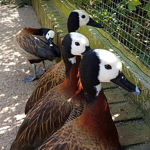 White-faced whistling ducks