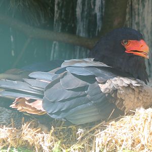 Bateleur