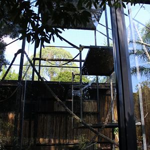 Francois Langur Enclosure