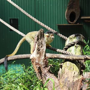 Squirrel Monkey
