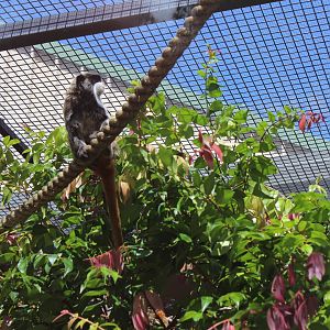 Emperor Tamarin