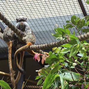Emperor Tamarins