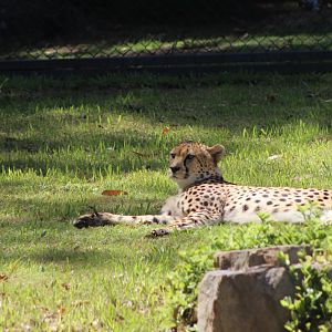 Cheetah