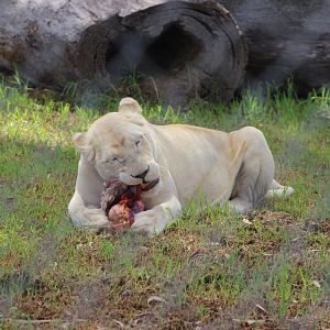 White Lioness