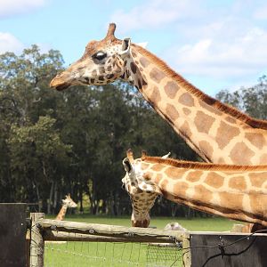 Giraffes at feeding station