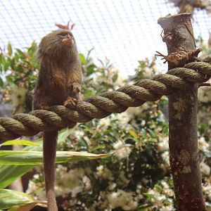 Pygmy Marmoset