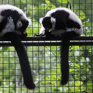 Black and White Ruffed Lemur