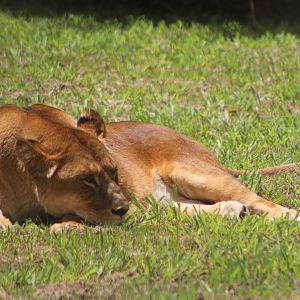 Tawny Lioness