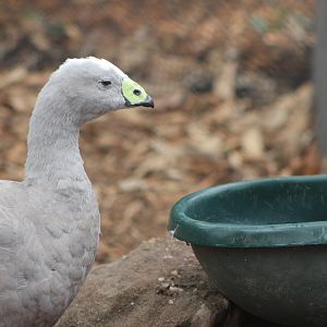 Cape Barren Goose