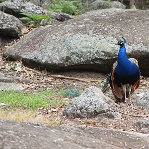 Peacock