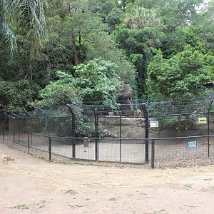 Maned Wolf Enclosure