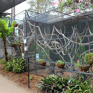 Common Marmoset enclosyre