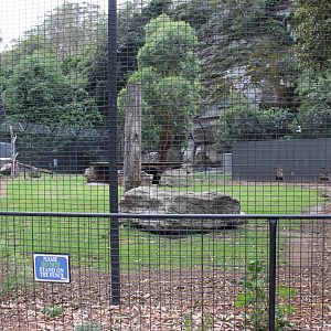 White Lion Enclosure