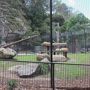 2nd White Lion Enclosure