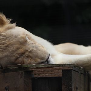 White Lioness