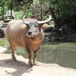 Water Buffalo