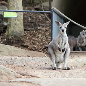 Inside Kangaroo Walk-through