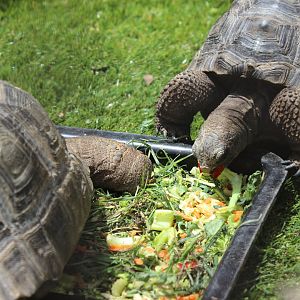 Aldabra Tortoises