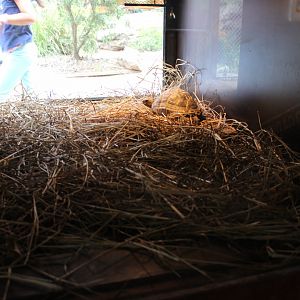 Aldabra Tortoise Indoors