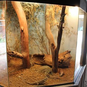 Bearded Dragon Enclosure