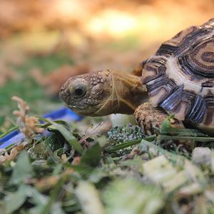 Baby Leopard Tortoise