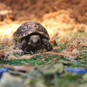 Baby Leopard Tortoise