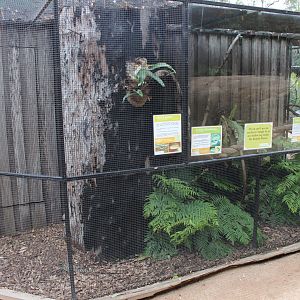 Outdoor Scrub Python Enclosure