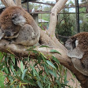 Koala Enclosure