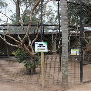 Koala Enclosure