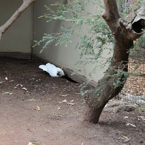 Cockatoo Trying to Make an Escape