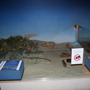 Greater Stick-nest Rat enclosure