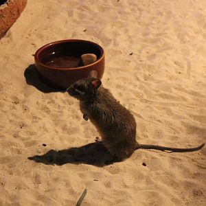 Greater Stick-nest Rat (Leporillus conditor)