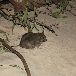 Greater Stick-nest Rat (Leporillus conditor)