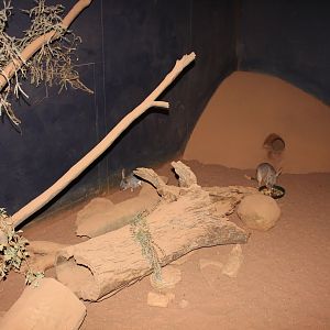 Greater Bilby enclosure