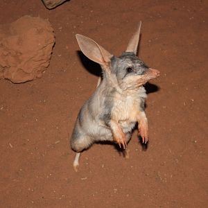 Greater Bilby (Macrotis lagotis)