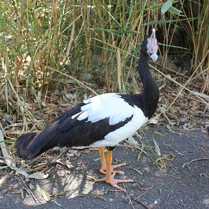 Magpie Goose (Anseranas semipalmata)