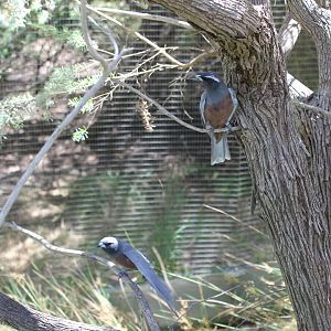 White-browed Woodswallow (Artamus superciliosus)