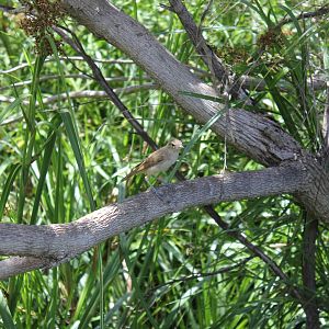 Australian Reed-warbler (Aerocephalus australis)
