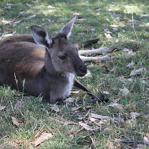 Western Grey Kangaroo (Macropus fuliginosus)