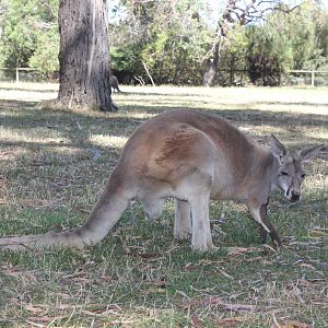 Red Kangaroo (Macropus rufus)