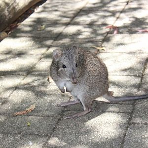 Long-nosed Potoroo (Potorous tridactylus)