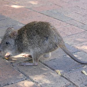 Long-nosed Potoroo (Potorous tridactylus)