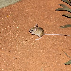 Spinifex Hopping-mouse (Notomys alexis)