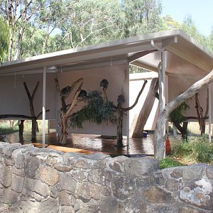 Koala exhibit